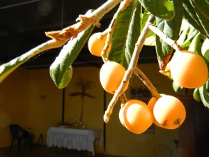 Luscious fruit framing the chapel.
